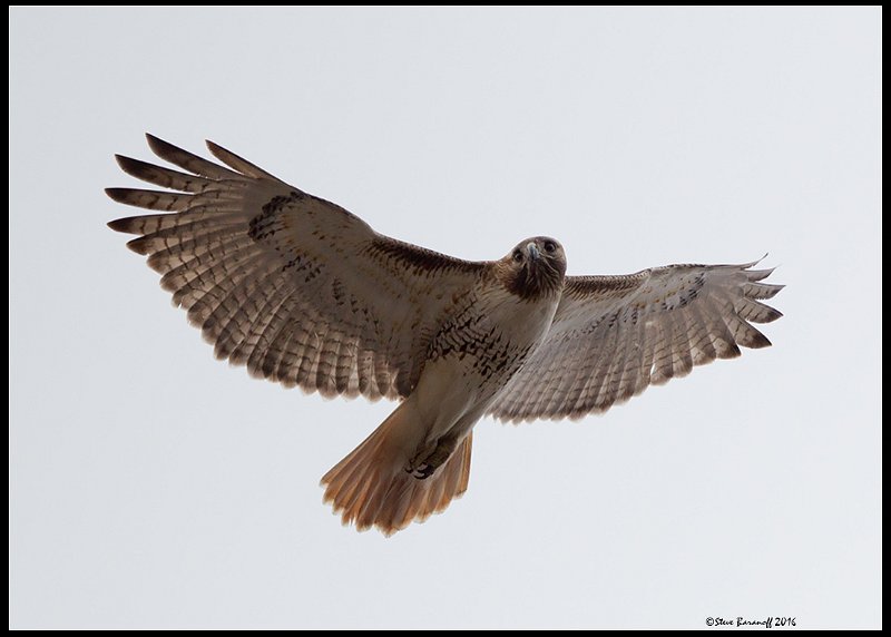 _6SB9504 red-tailed hawk.jpg